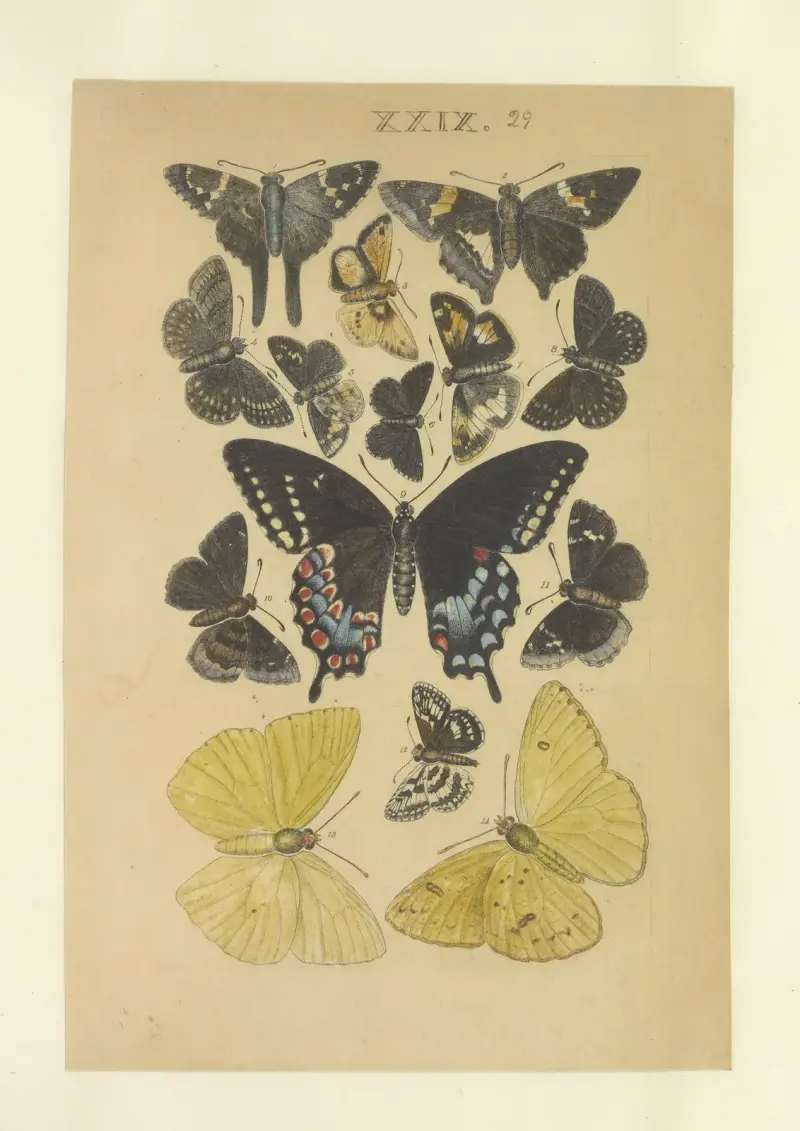 Lepidoptera Taf. 029 von Townend Glover