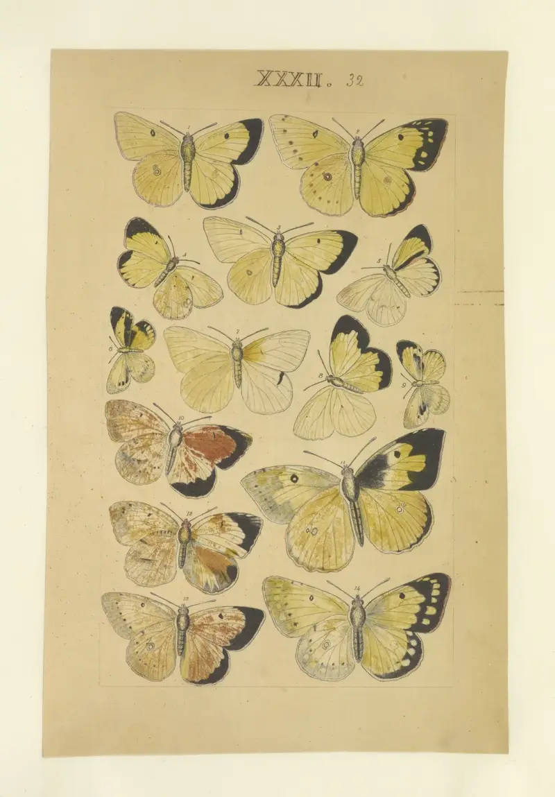 Lepidoptera Pl.032, Townend Glover