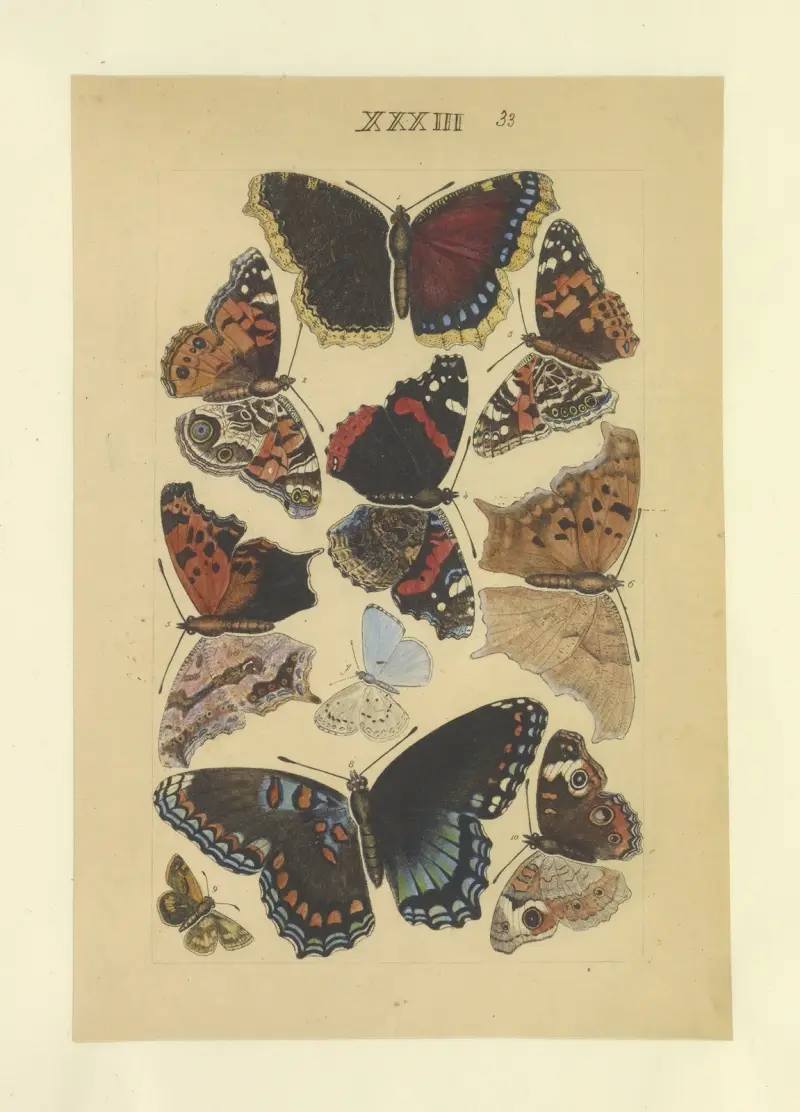 Lepidoptera Pl.033, Townend Glover