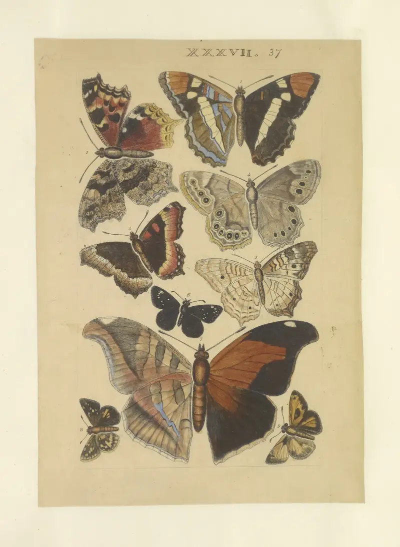 LepidopteraPl. 037, 1873, Townend Glover