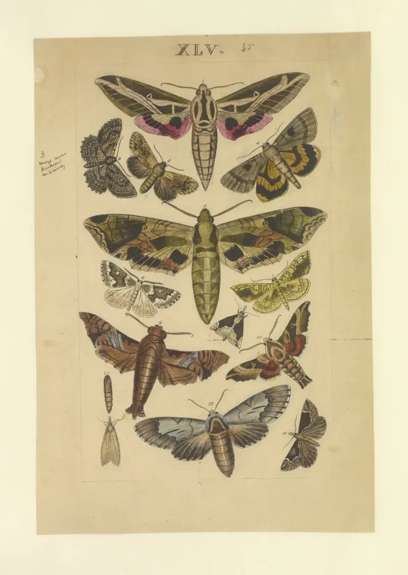 Lepidoptera Pl.045 von Townend Glover