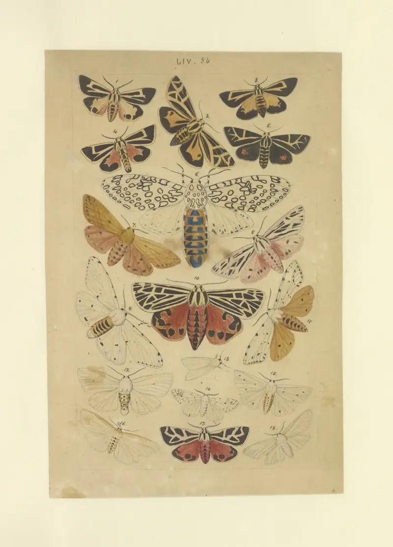 Lepidoptera Pl.054, Townend Glover