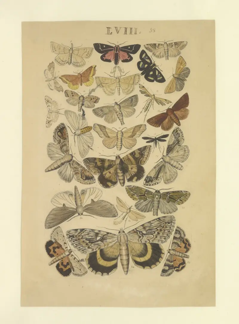 Motyle Pl.058, Townend Glover