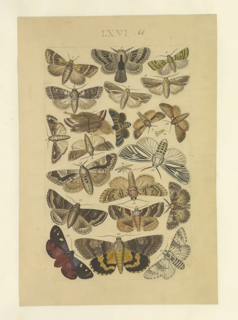 Lepidoptera Pl.066, Townend Glover