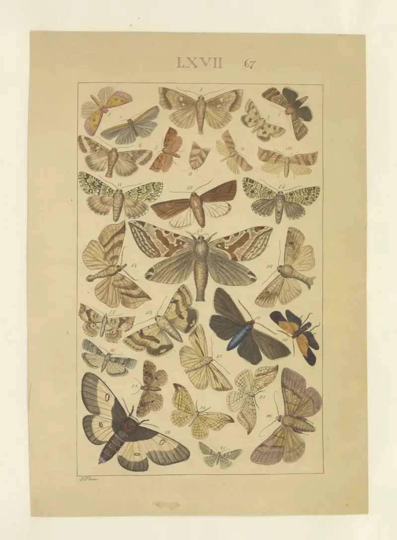 Lepidoptera Pl.067, Townend Glover
