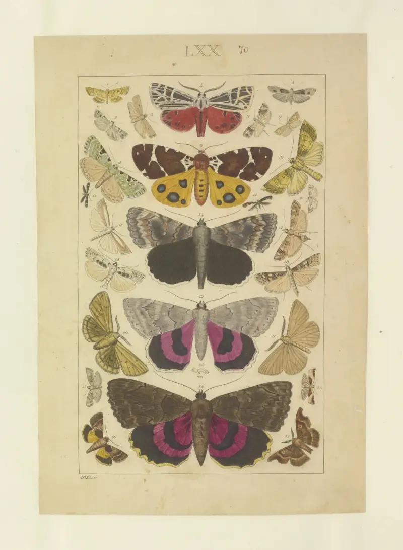 Lepidoptera Pl.070, Townend Glover
