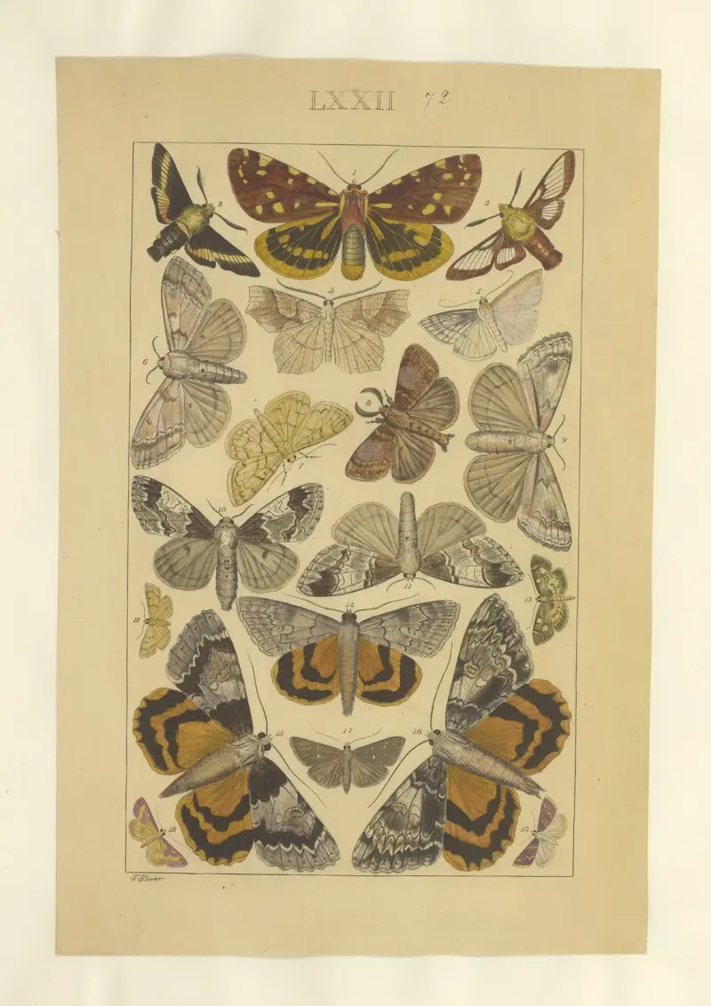 Lepidoptera Pl.072 von Townend Glover