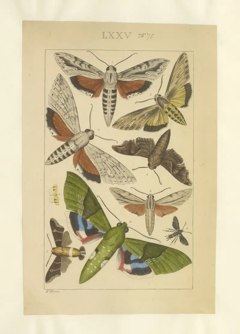 Lepidoptera Pl. 075, Townend Glover