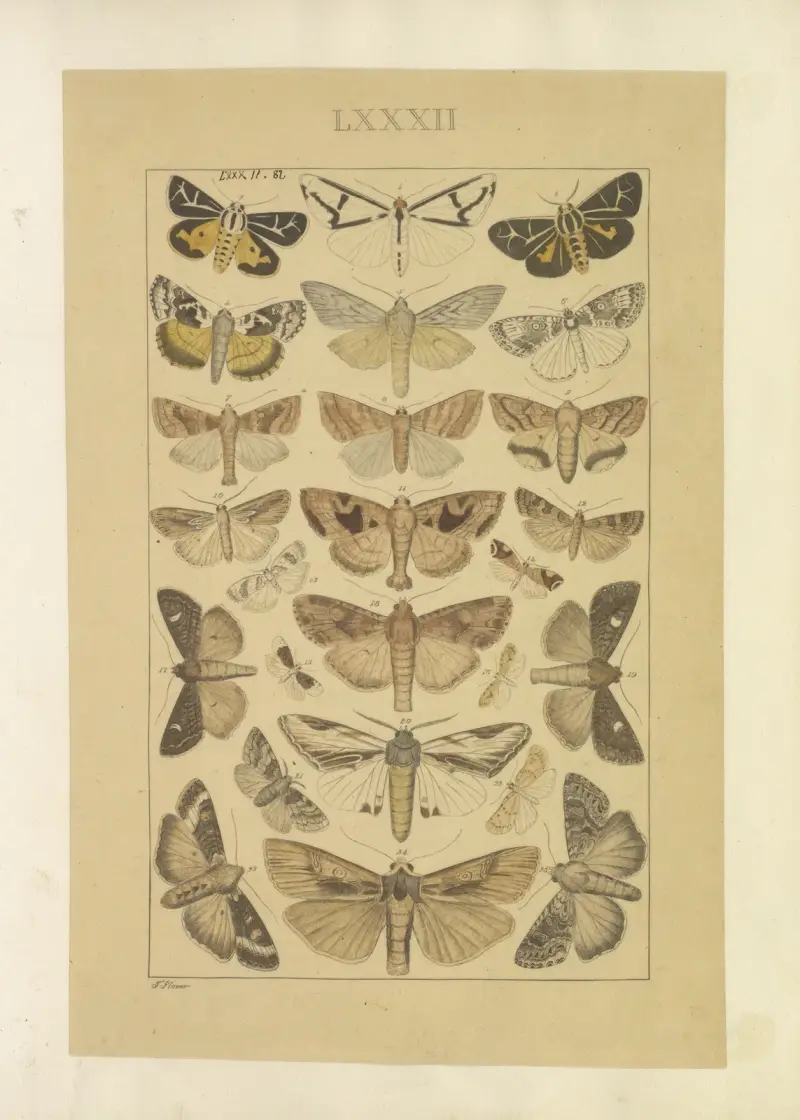 Lepidoptera Pl.082, Townend Glover