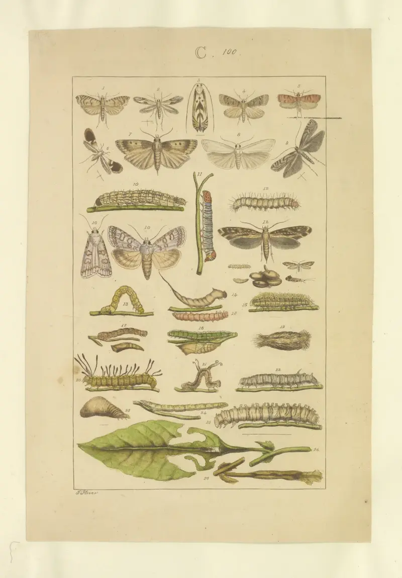 Lepidoptera Pl.100 av Townend Glover