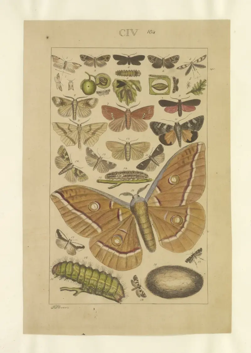 Lepidoptera Taf. 104 von Townend Glover