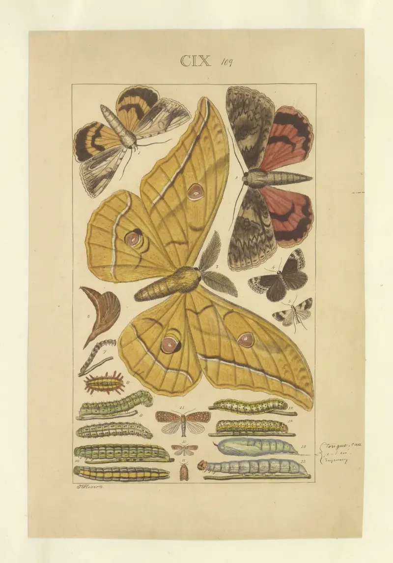 Lepidoptera Pl.109, Townend Glover