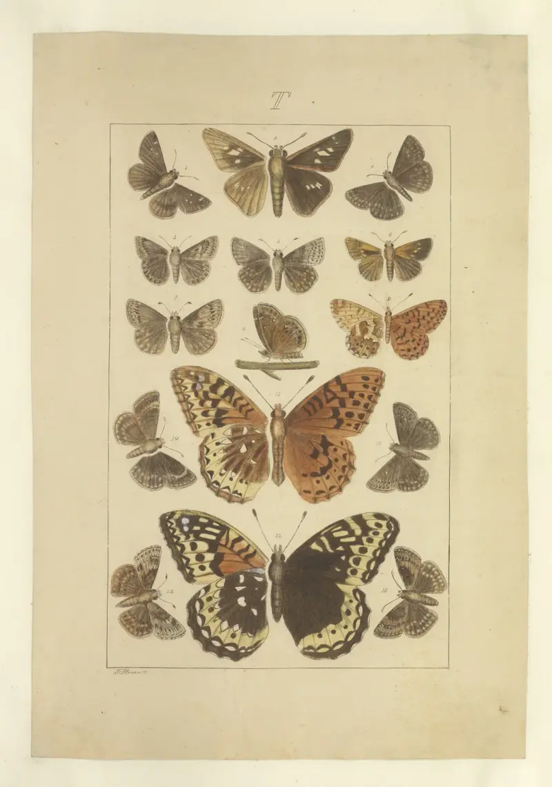 Lepidoptera Pl.136, Townend Glover