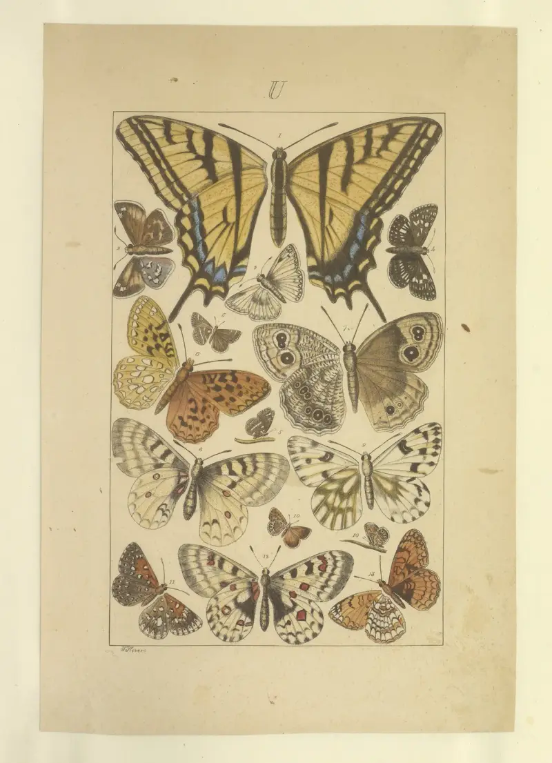 Motýli Pl. 137, Townend Glover