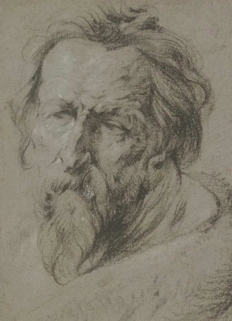 Głowa brodatego starca zwrócona w lewo, Anthony van Dyck