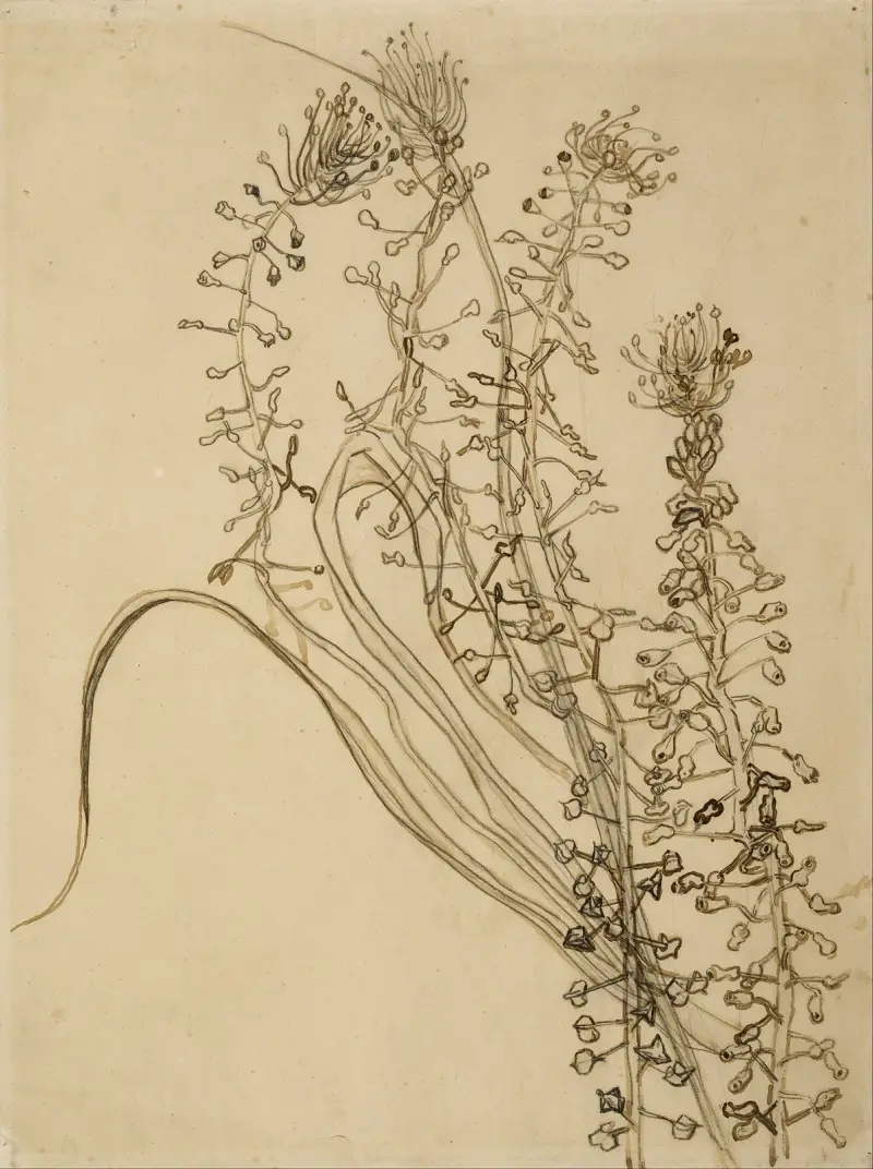 Schopfhyazinthe von Vincent van Gogh