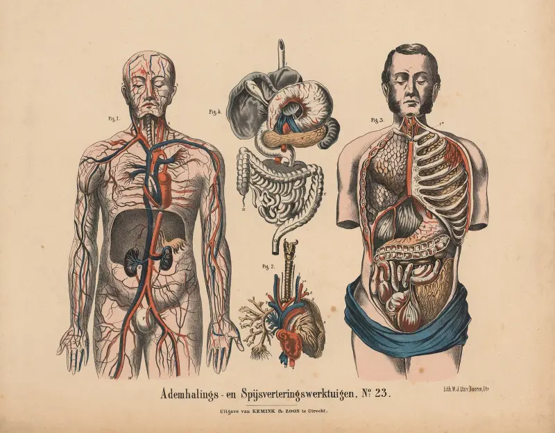 Andnings- och matsmältningsorganen nr 23 av Hendrik Jan van Lummel