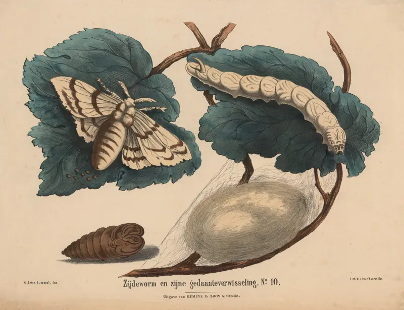 Silkesmasken och dess förvandling av Hendrik Jan van Lummel