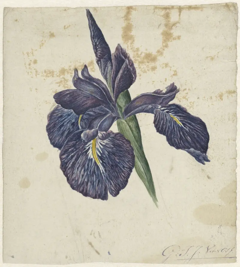 Iris av Georgius Jacobus Johannes van Os