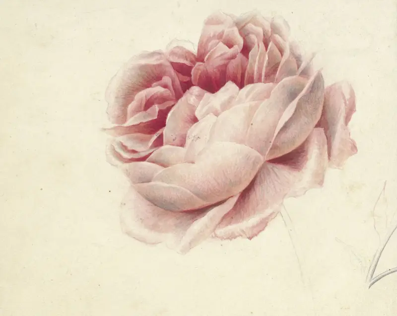 Roze roos av Georgius Jacobus Johannes van Os