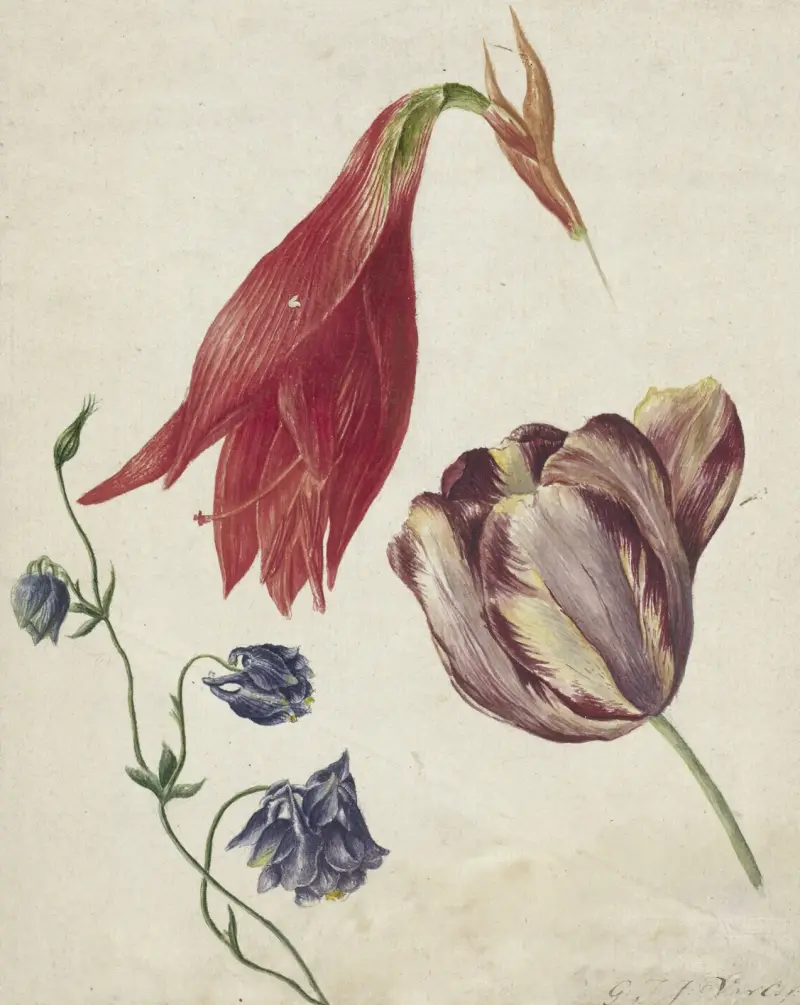 Tulipan, orlik i amarylis, Georgius Jacobus Johannes van Os