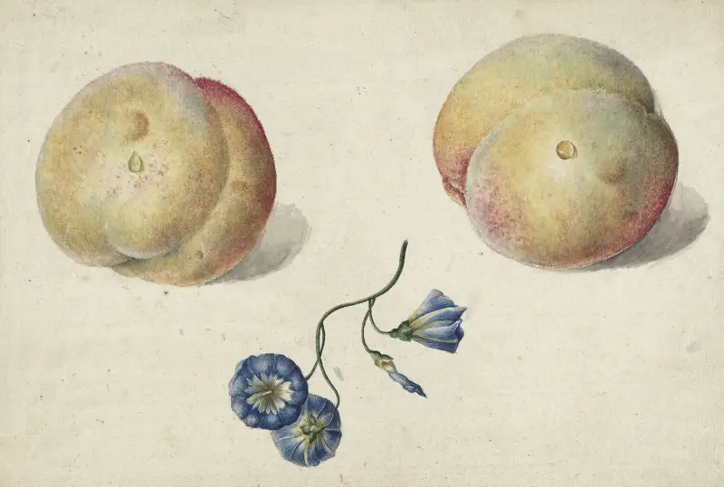 Twee perzikken en een bloem av Georgius Jacobus Johannes van Os