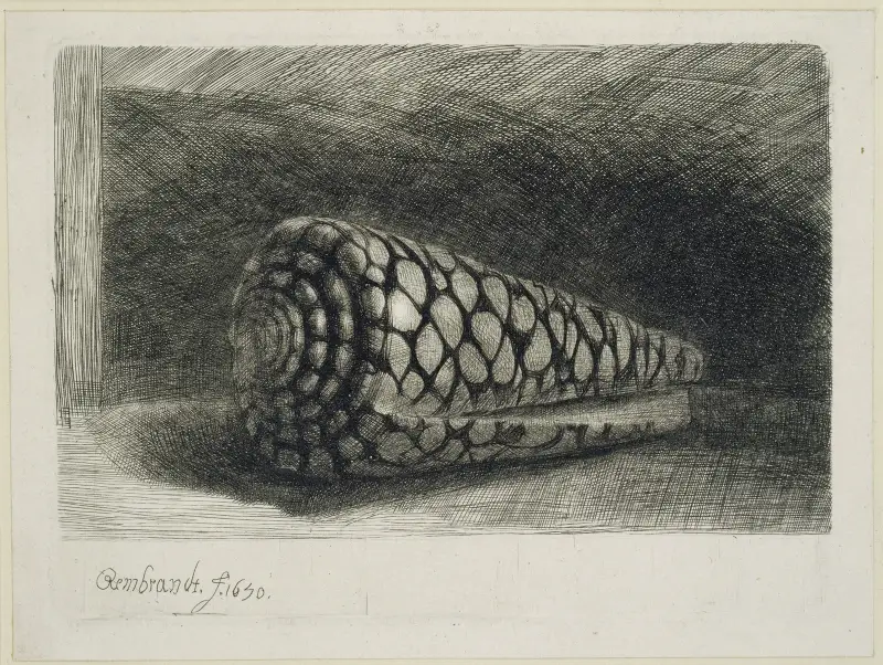The Shell av Rembrandt van Rijn
