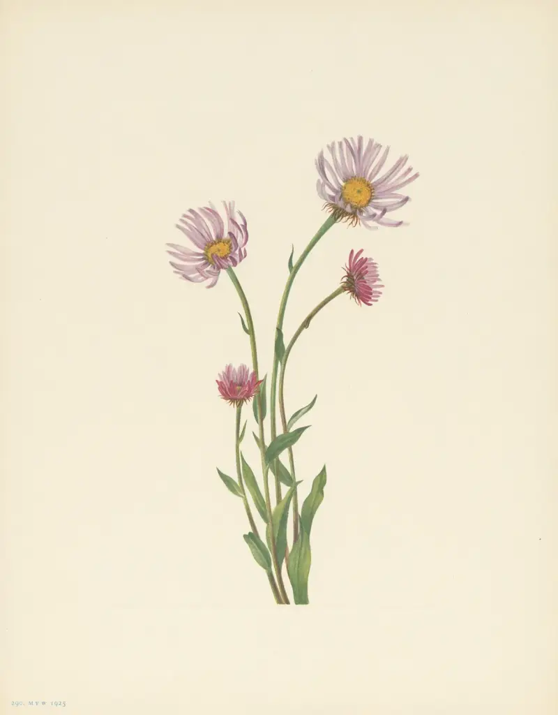 Alaska Fleabane (Erigeron salsuginosus) av Mary Vaux Walcott