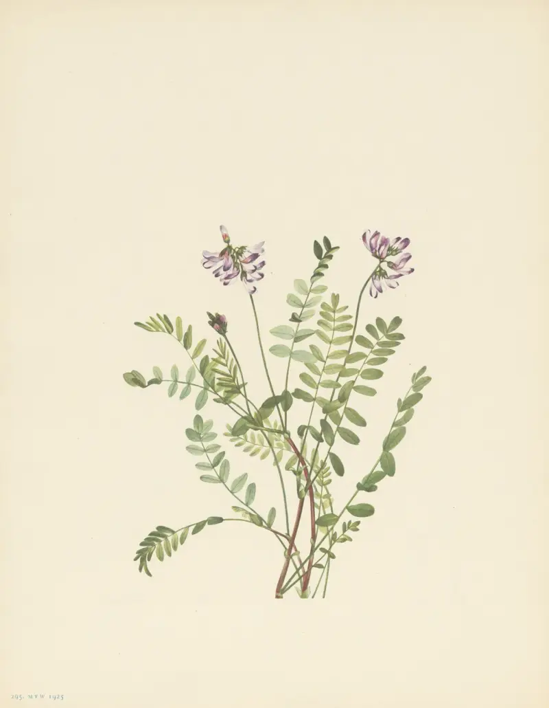 Alpine Milkvetch (Astragalus alpinus) av Mary Vaux Walcott