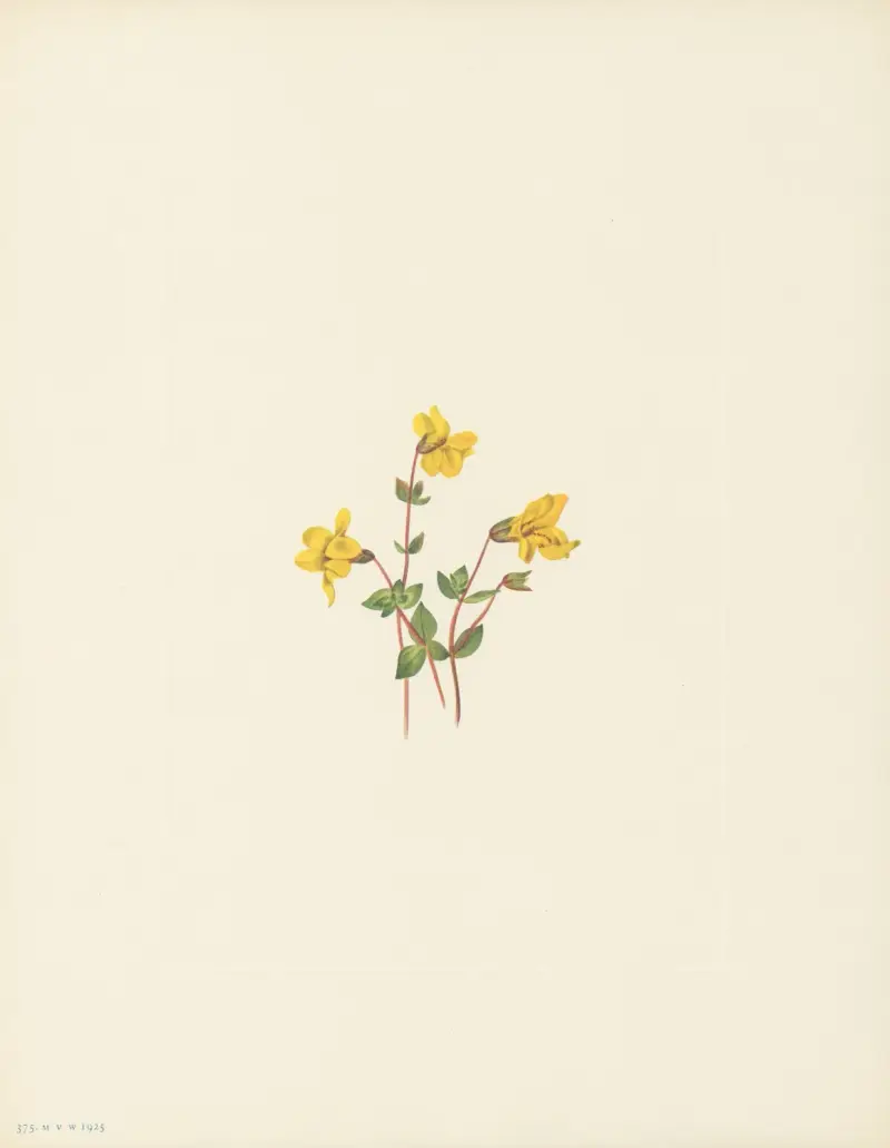 Alpine Monkeyflower (Mimulus caespitosus), Mary Vaux Walcott