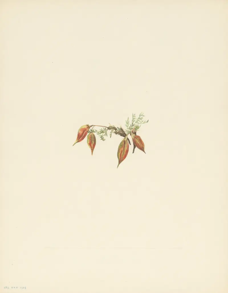 Alpine Pointvetch (fruit) (Oxytropis podocarpa), 1925 – nr 2 av Mary Vaux Walcott