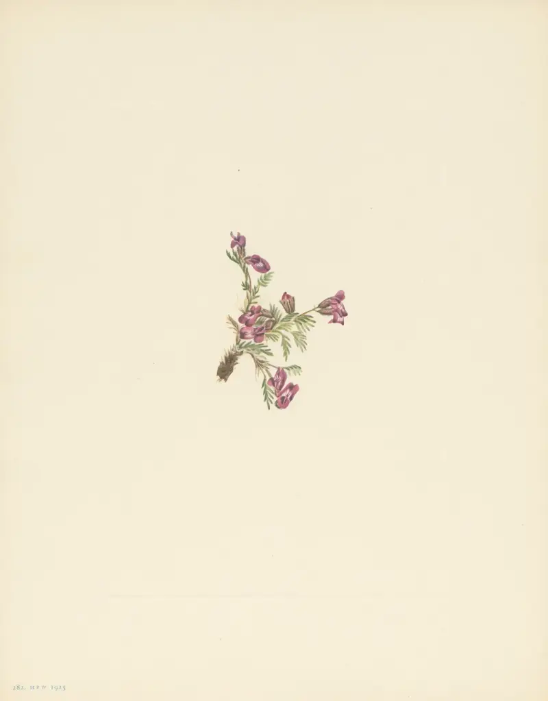 Alpine Pointvetch (flower) (Oxytropis podocarpa), 1925 – nr 1 av Mary Vaux Walcott