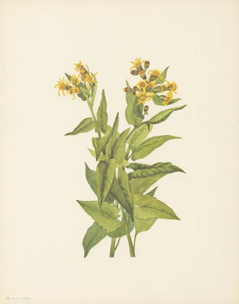 Arrowleaf Groundsel (Senecia triangularis), Mary Vaux Walcott