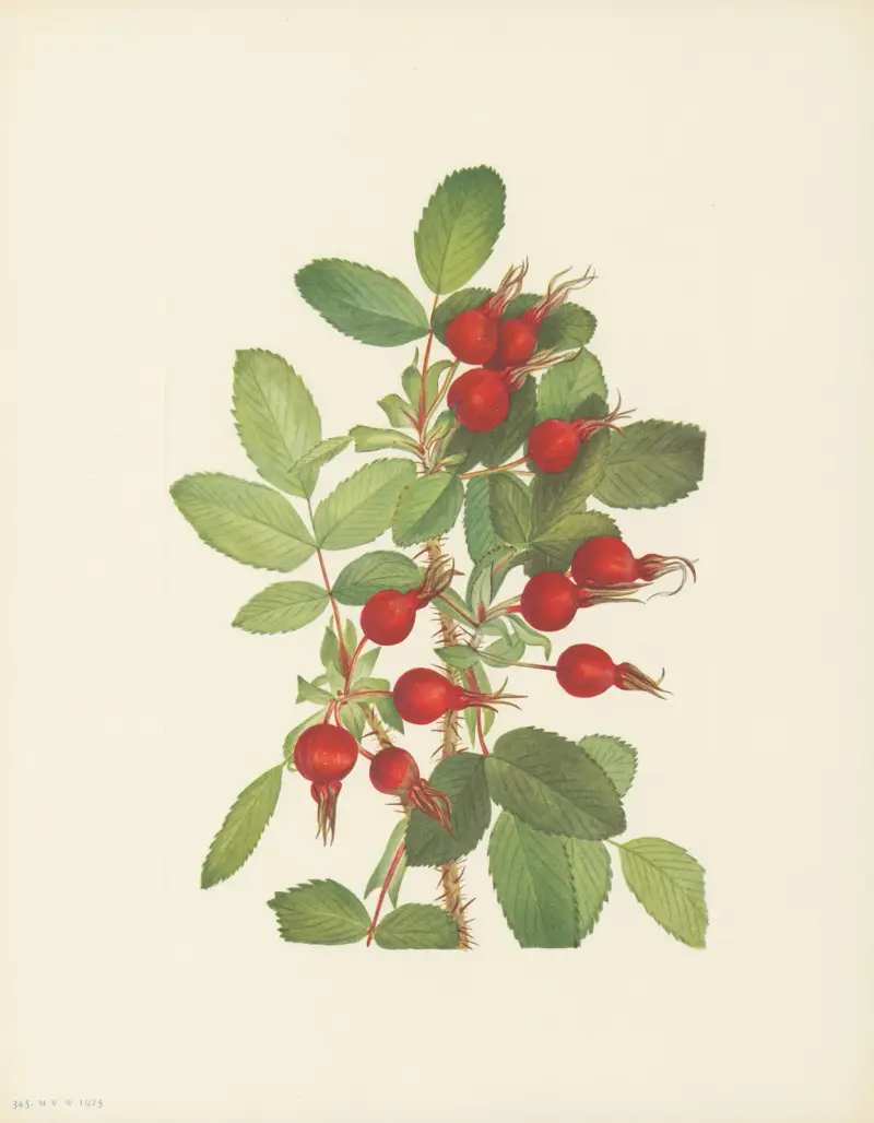 Bourgeau Rose (fruit) (Rosa bourgeauiana), 1925 – nr 2 av Mary Vaux Walcott