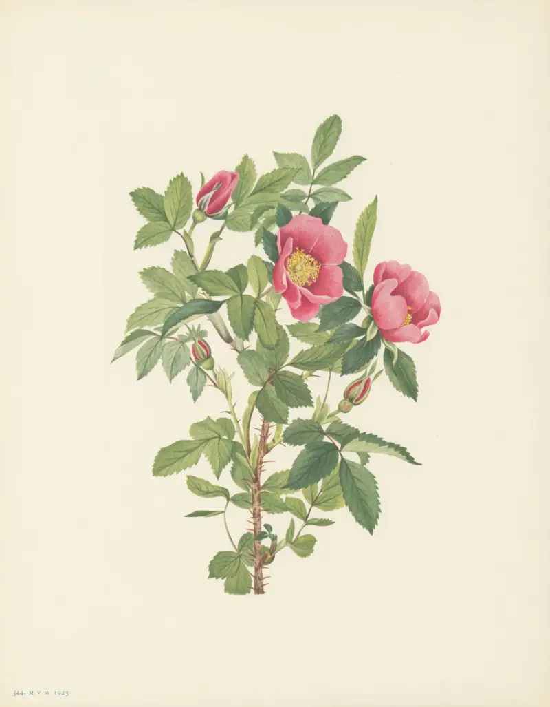 Rosa bourgeauiana (Bourgeauova růže), 1925 – Nr. 1, Mary Vaux Walcott