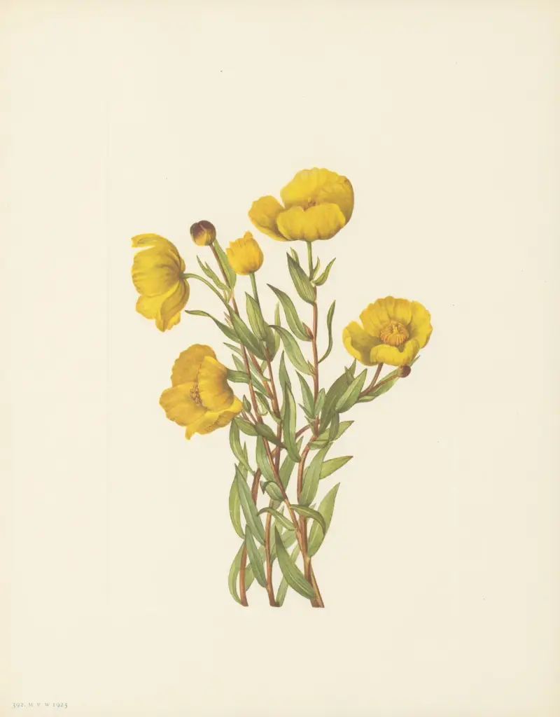 Bushpoppy (Dendromecon rigidum) av Mary Vaux Walcott