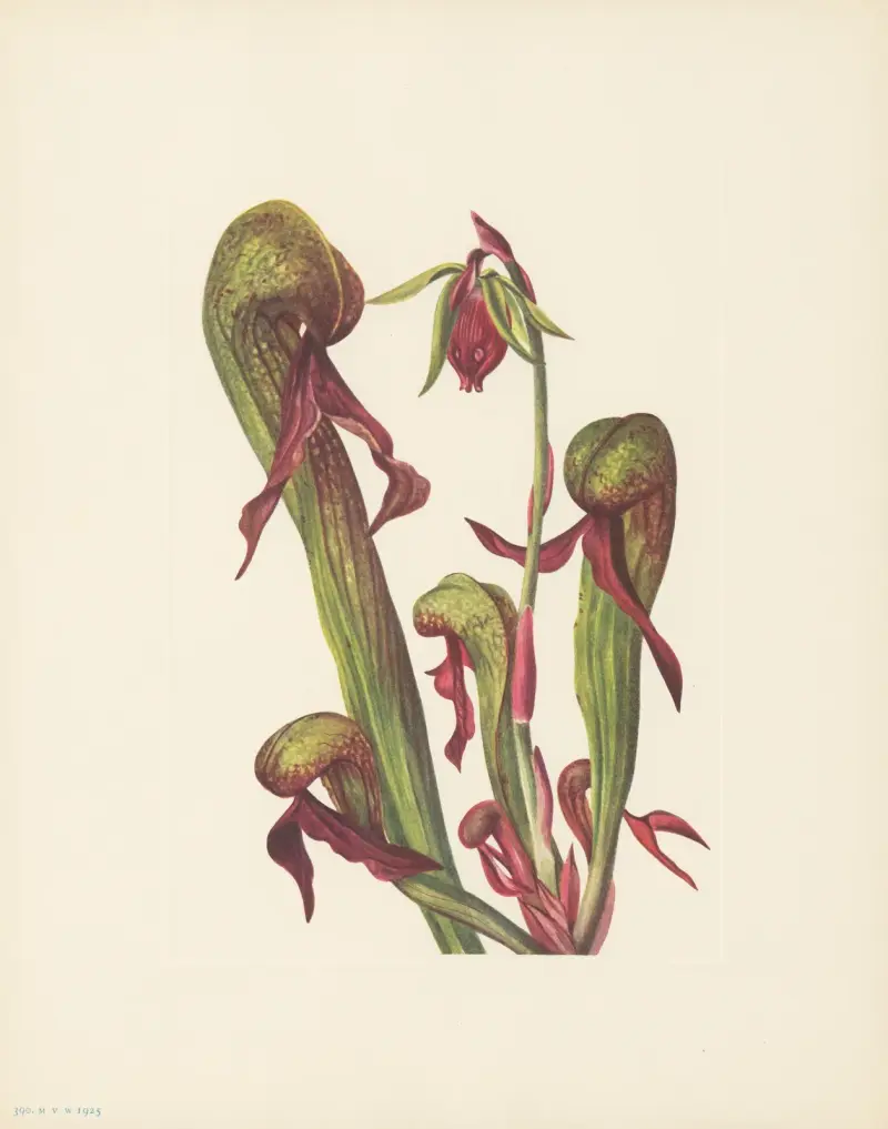 California Pitcherplant (Chrysamphora californica) av Mary Vaux Walcott
