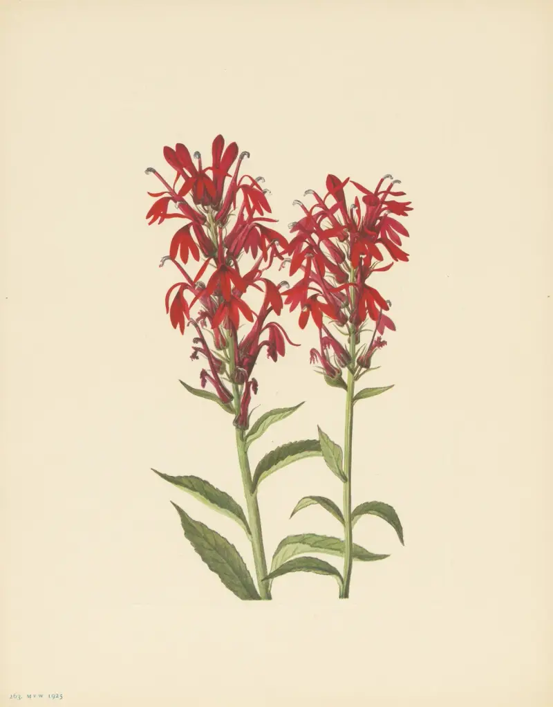 Cardinalflower (Lobelia cardinalis) av Mary Vaux Walcott