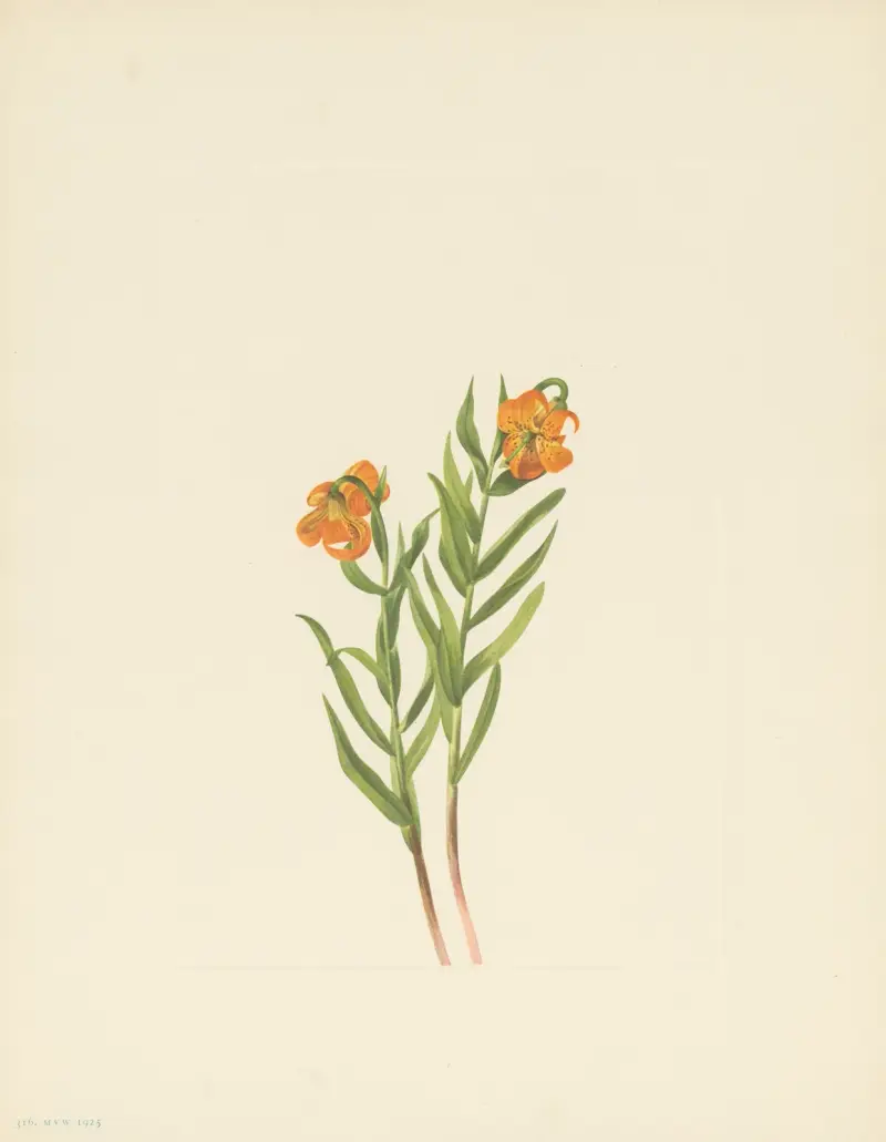 Columbia Lily (Lilium columbianum) av Mary Vaux Walcott