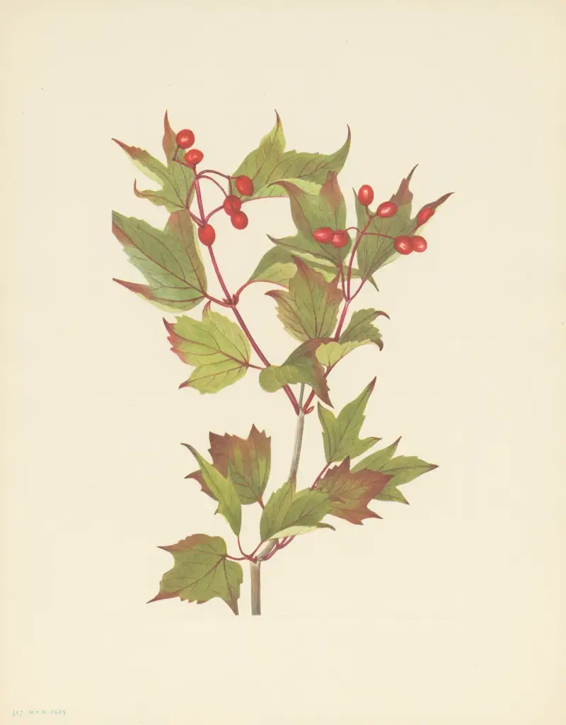 Tranbärsbuske (Viburnum pauciflorum), Mary Vaux Walcott