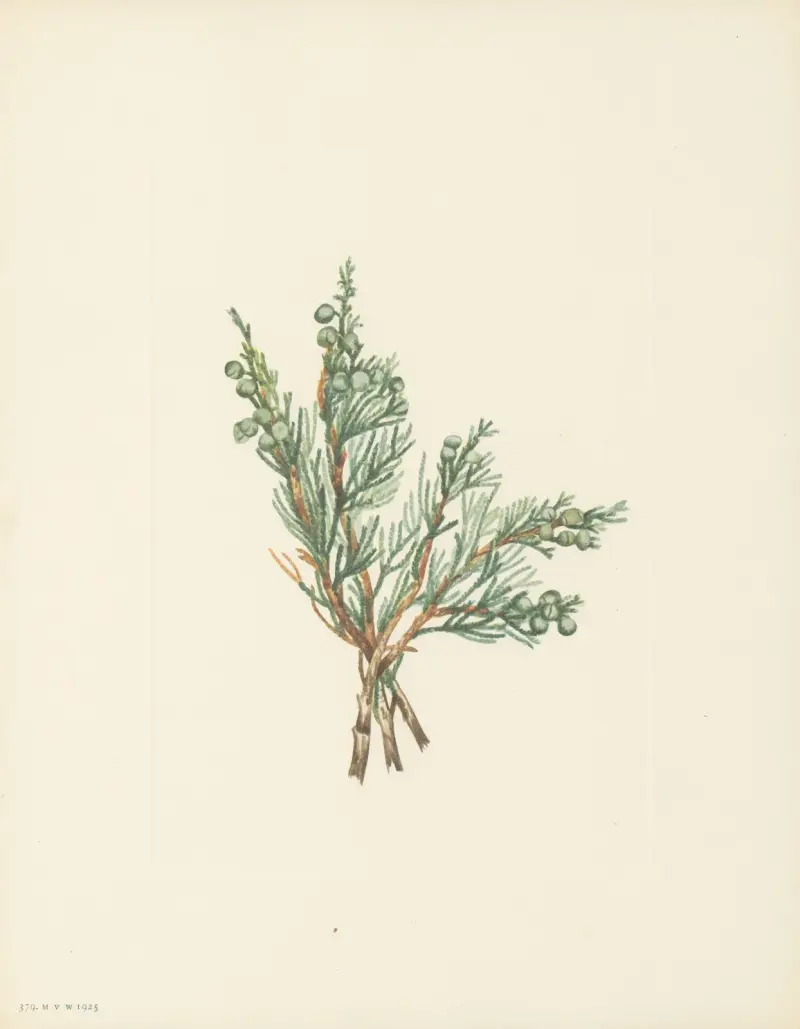 Plazivý jalovec (Juniperus horizontalis), Mary Vaux Walcott