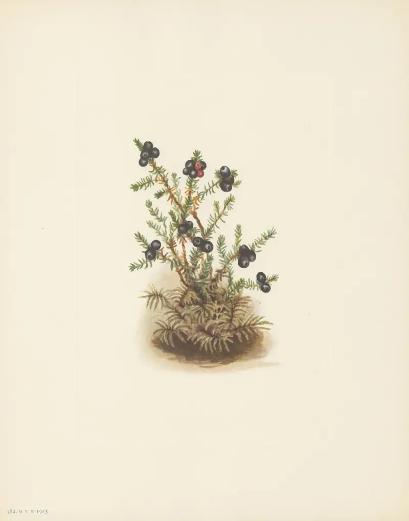 Šícha černá (Empetrum nigrum), Mary Vaux Walcott