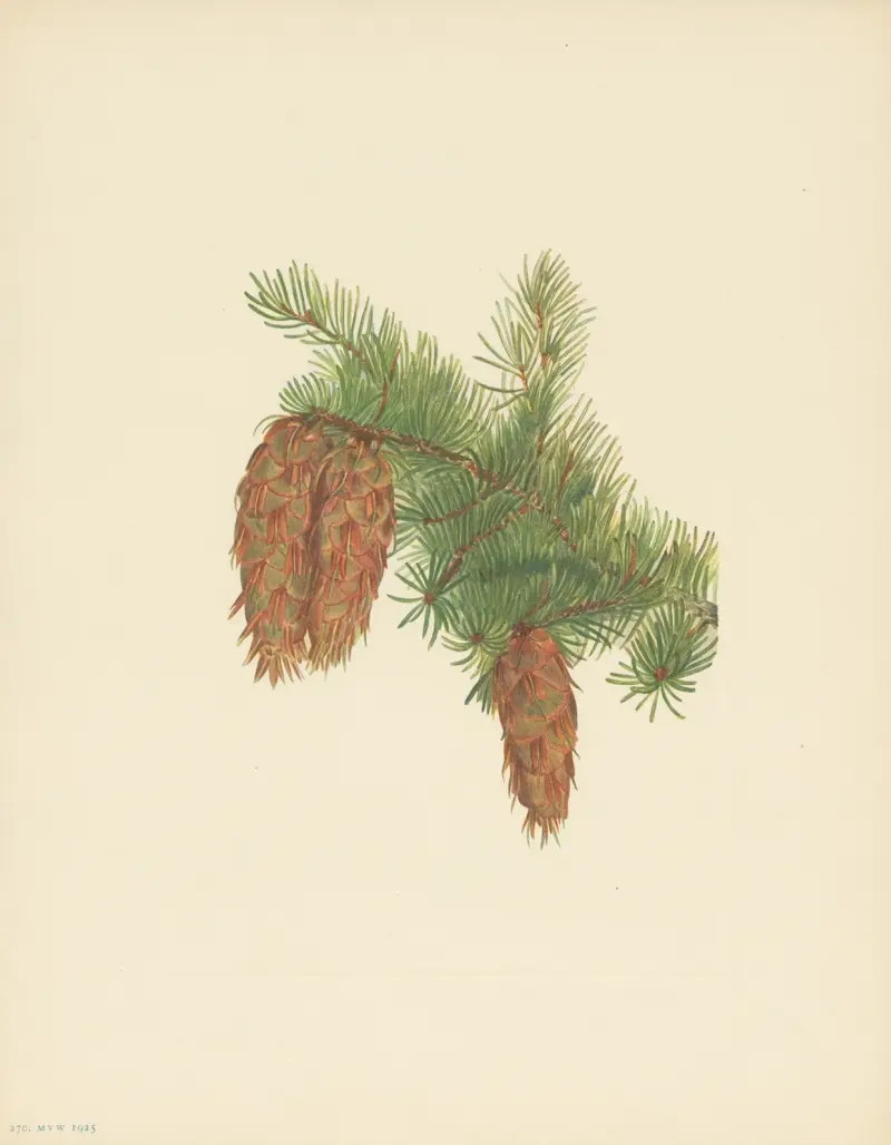 Douglas-fir (Pseudotsuga mucronata) av Mary Vaux Walcott