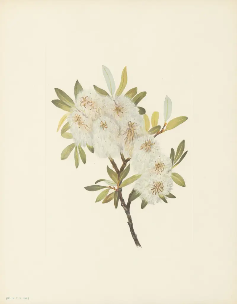 Drummond Willow (Salix drummondiana) av Mary Vaux Walcott