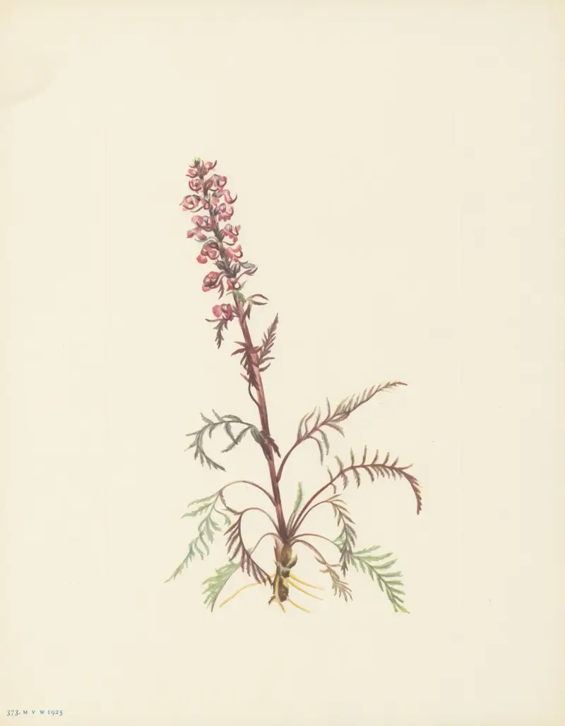 Elephanthead (Pedicularis Groenlandica) av Mary Vaux Walcott