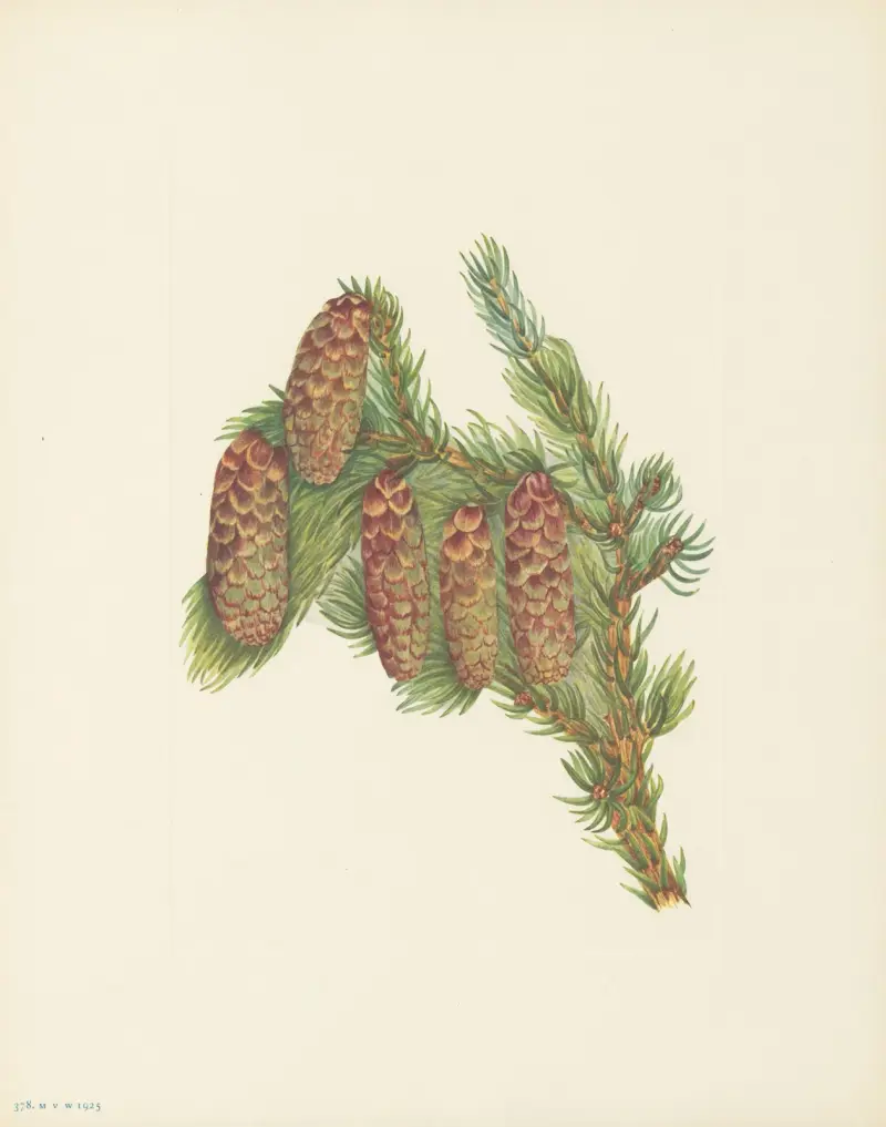 Engelmann Spruce (Picea engelmanni) av Mary Vaux Walcott