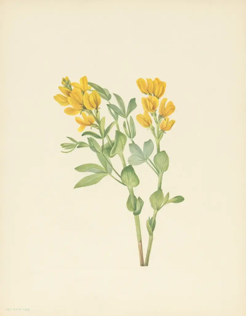 Goldenpea (Thermopsis rhombifolia) av Mary Vaux Walcott