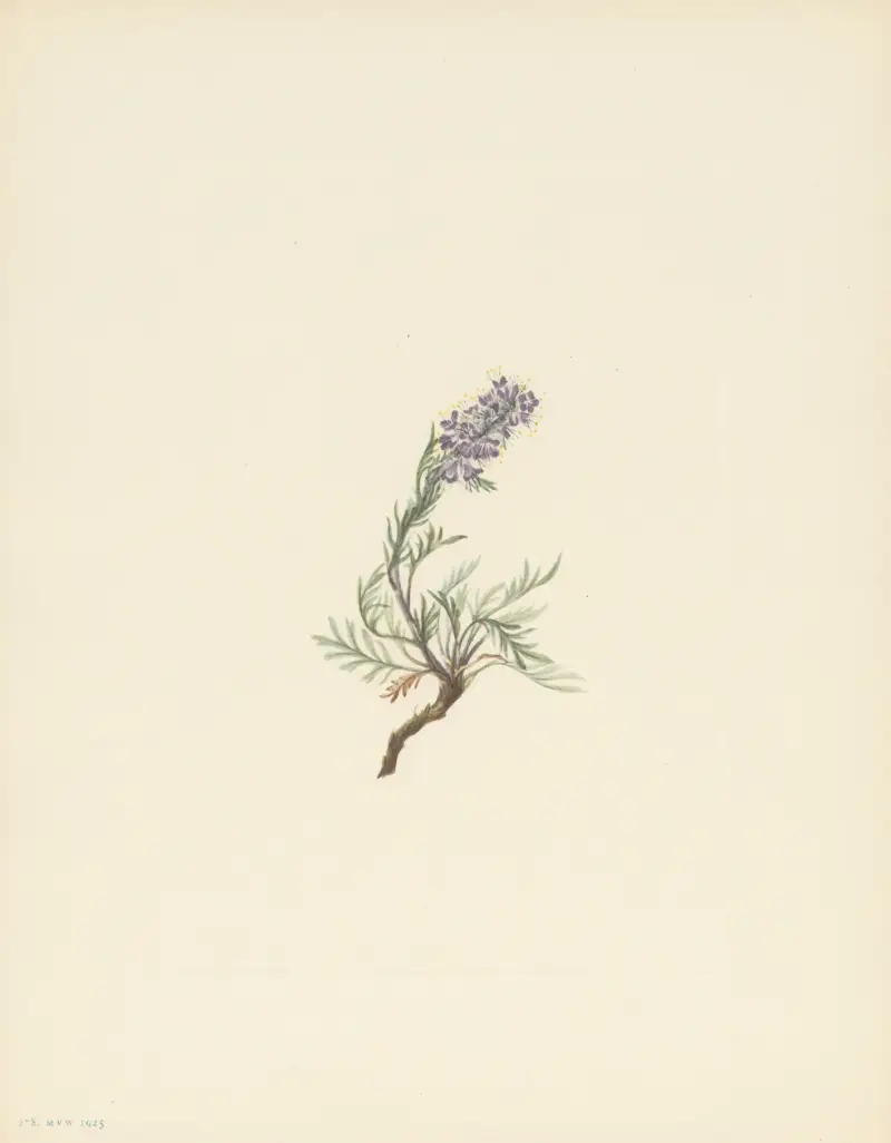 Gray Phacelia (Phacelia sericea) av Mary Vaux Walcott