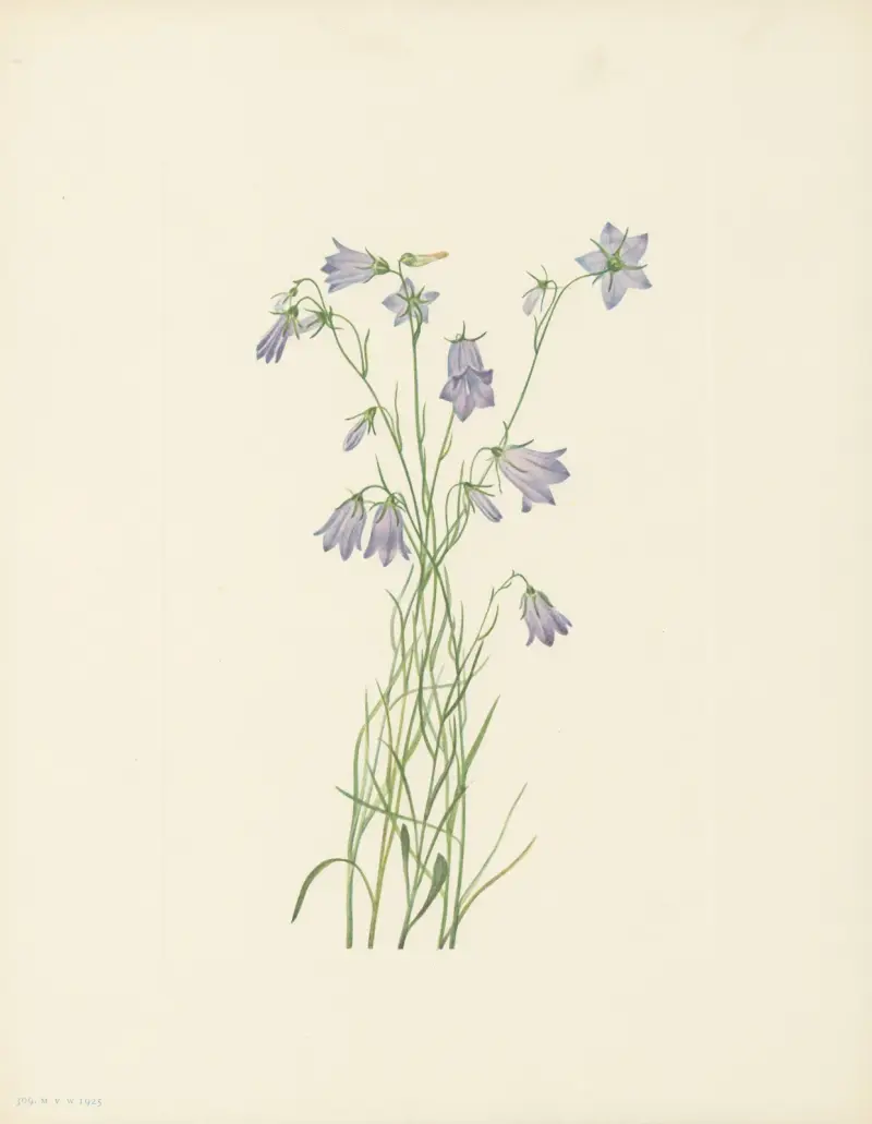 Harebell (Campanula rotundifolia) av Mary Vaux Walcott