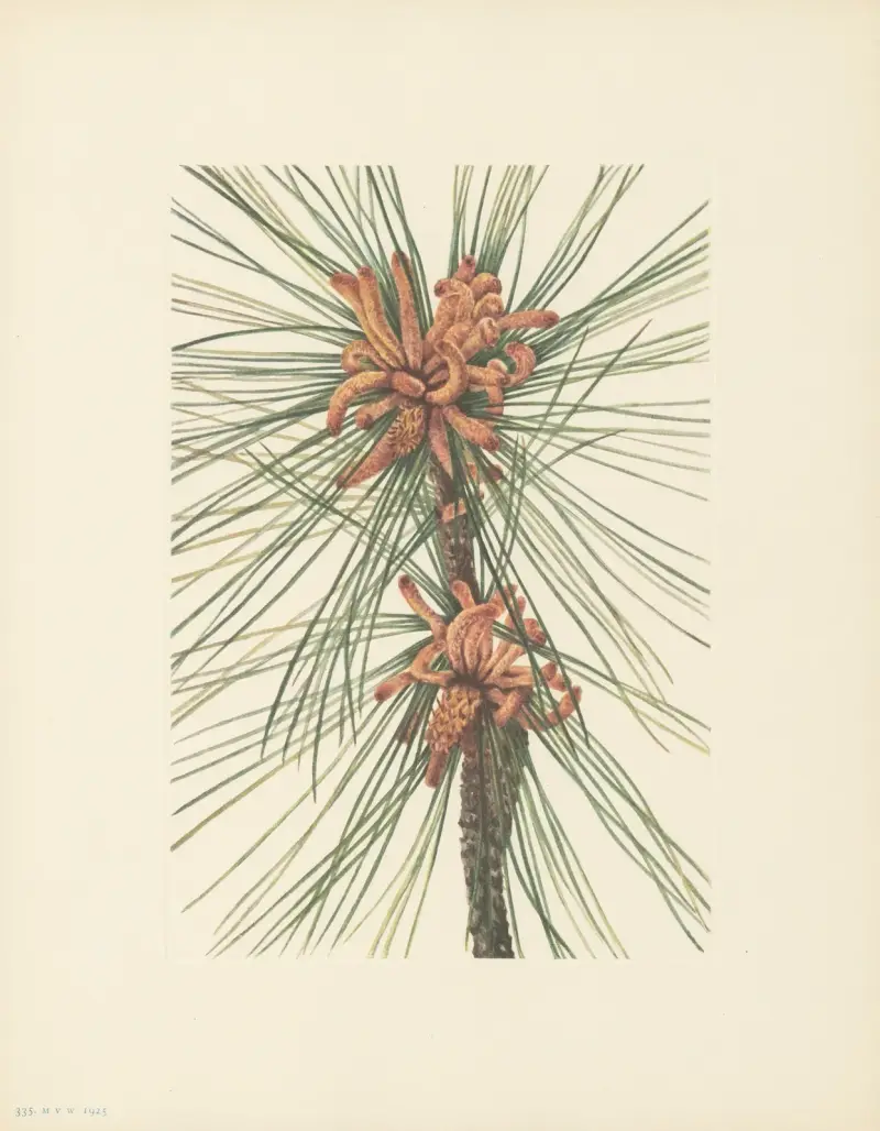 Loblolly Pine (Pinus taeda) av Mary Vaux Walcott